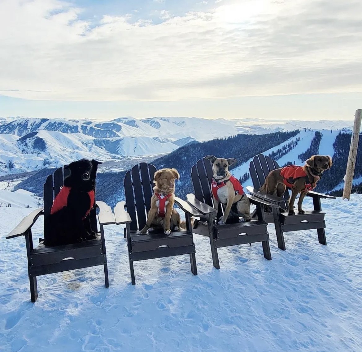 Four avalanche dogs sit in Adirondack chairs at the top of Bald Mountain in the snow.