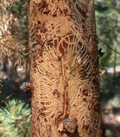 Pine beetle bark damage is shown on a tree's bark