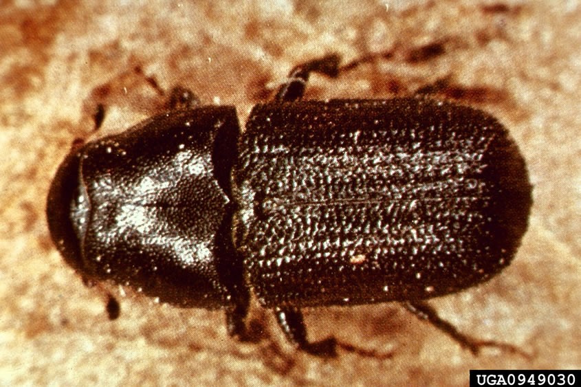 Close up photo of a bark beetle