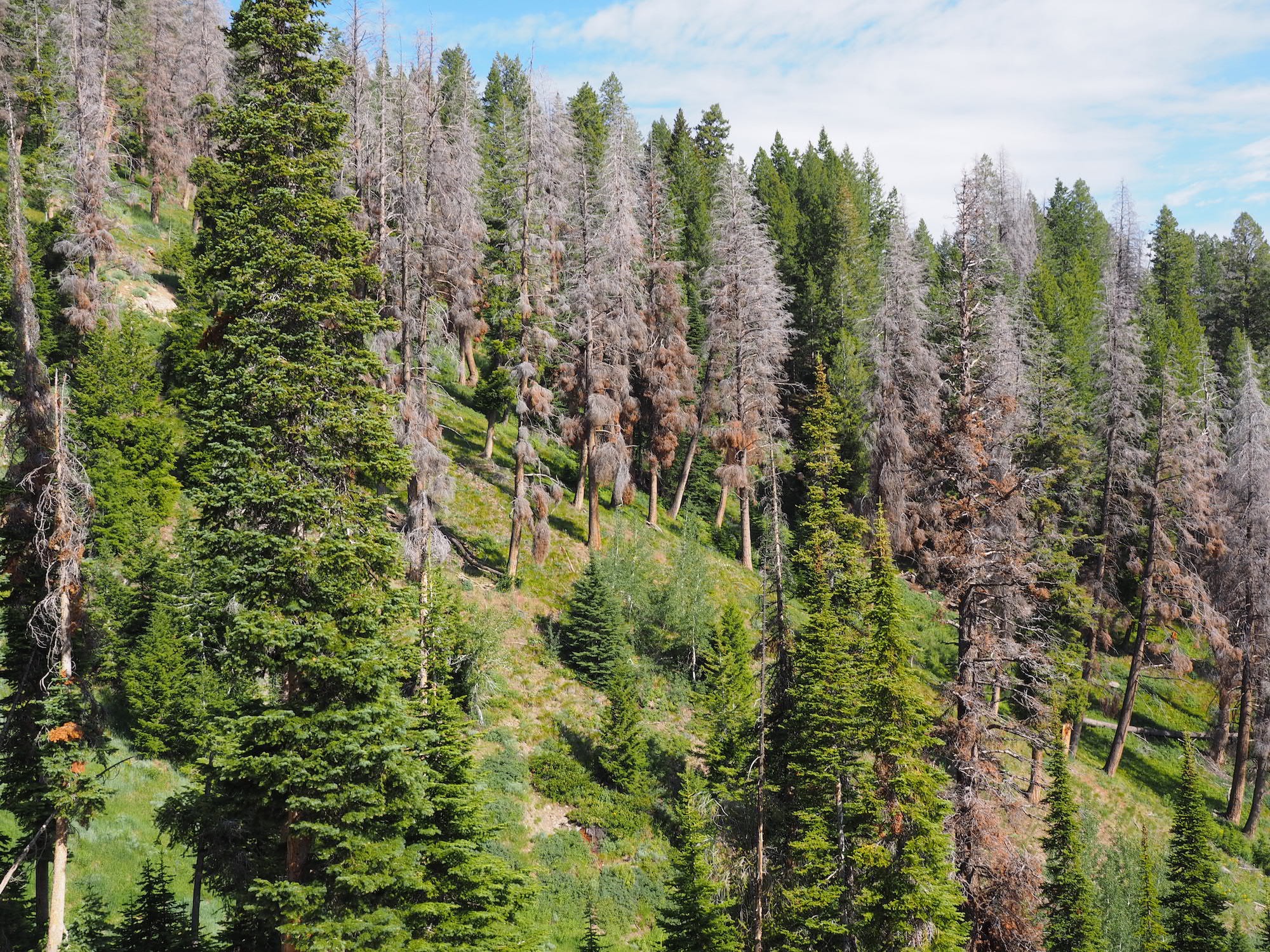 Pine trees are shown, some healthy and some affected by beetle kill.