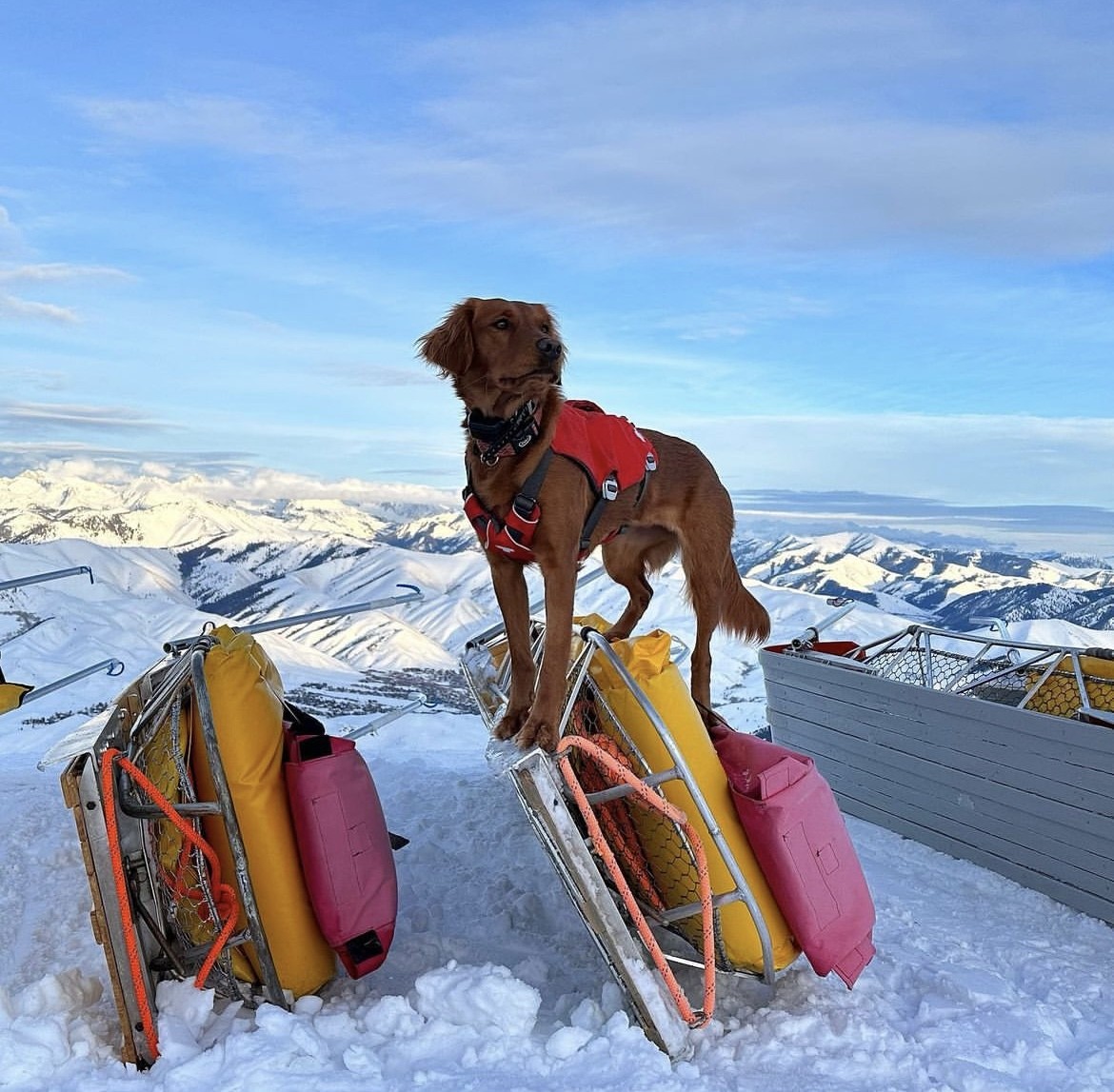 Avalanche dog, Ripley, appears standing atop a Ski Patrol sled.