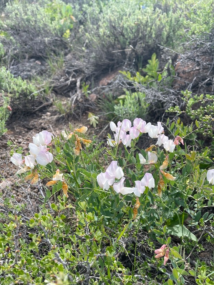 A close-up shot of the common pacific pea flower on a trail. The leaves are a light pink color.
