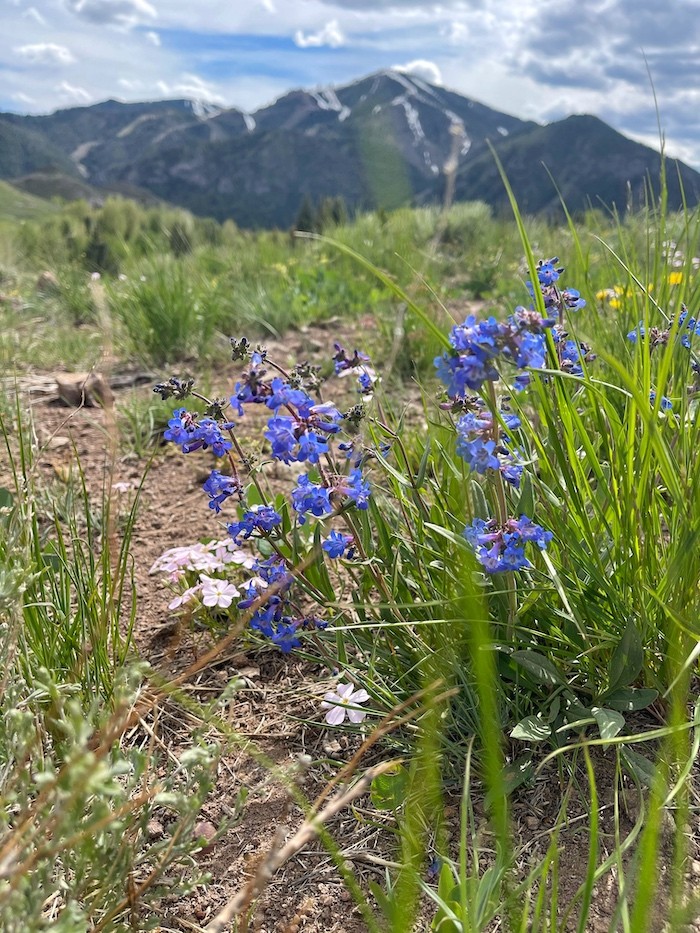 Larkspur purple flowers are shown on a trail with a backdrop of Bald Mountain