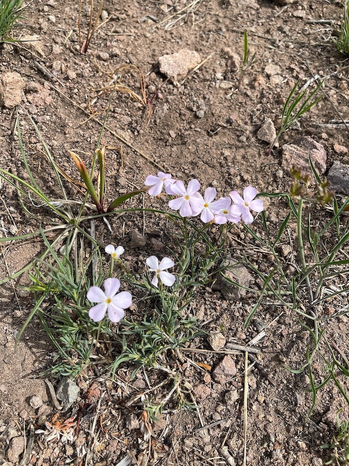 A close up of a cold desert phlox flower, with dainty light pink leaves