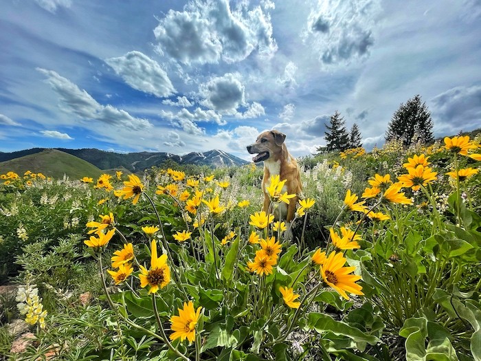 A dog walks alongside antelope bitterbrush flower